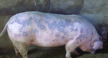 Jaké je nebezpečí erysipelu u prasat? Jak nemoc léčit a jak předcházet?